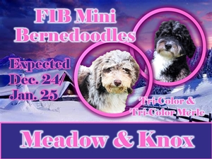 F1B Mini Bernedoodles (Meadow x Knox)